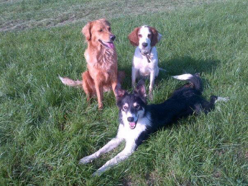 dog-play-mate dogs socialising