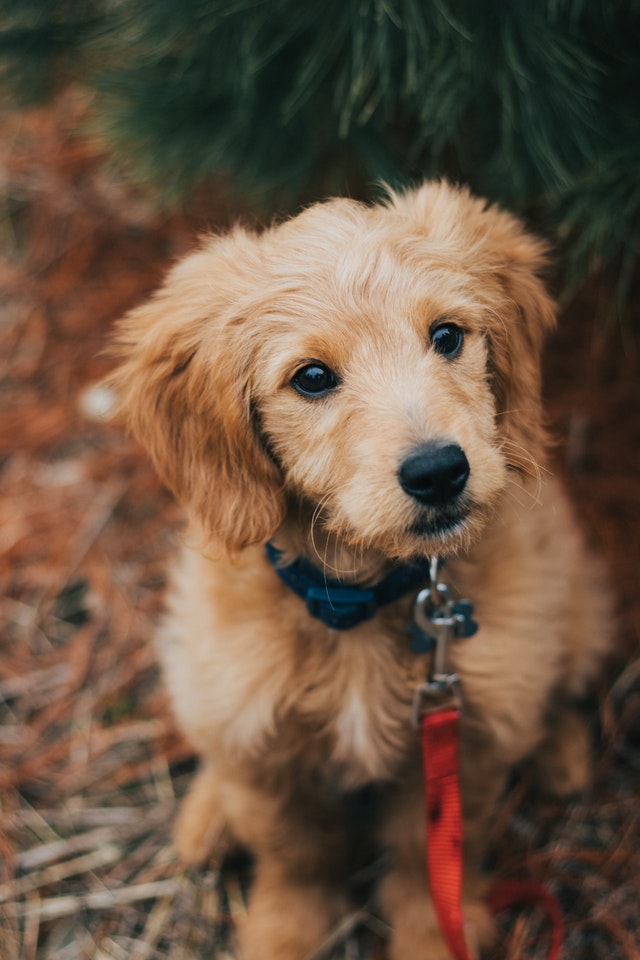 Puppy Training Courses Near Me